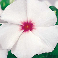 Vinca Victory Bright Eye