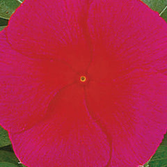 Vinca Victory Red