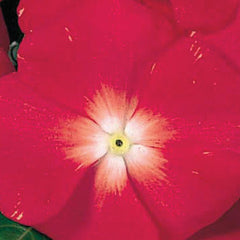 Vinca Victory Apricot