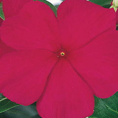 Vinca Victory Grape