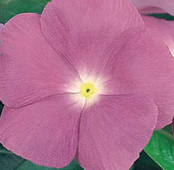 Vinca Victory Lavender