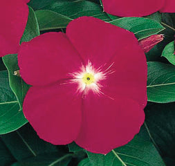 Vinca Victory Carmine w/ Eye