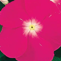 Vinca Victory Deep Pink