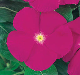 Vinca Victory Purple w/Eye