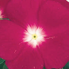 Vinca Victory Cranberry w/Eye