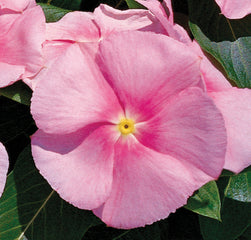 Vinca Victory Light Pink