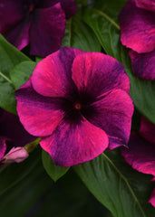 Vinca Tattoo Black Cherry