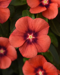 Vinca Tattoo Tangerine