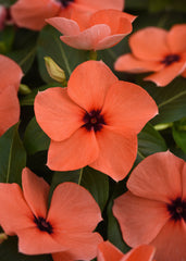 Vinca Tattoo Orange