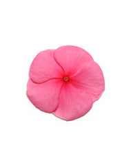Vinca Pacifica XP Punch