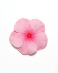 Vinca Pacifica XP Blush