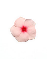 Vinca Pacifica XP Apricot