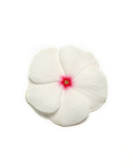 Vinca Pacifica XP Polka Dot