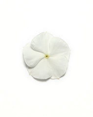 Vinca Pacifica XP White