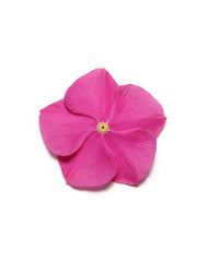 Vinca Pacifica XP Deep Orchid