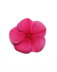 Vinca Pacifica XP Burgundy