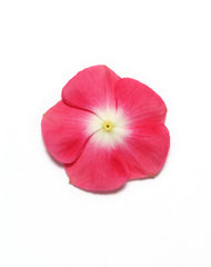 Vinca Pacifica XP Cherry Red Halo
