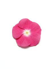 Vinca Pacifica XP Magenta Halo