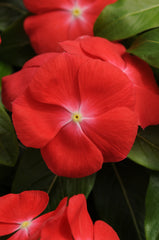 Vinca Pacifica XP Orange