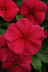 Vinca Mediterranean XP Dark Red