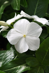 Vinca Mediterranean XP White