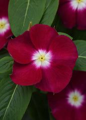 Vinca Mediterranean XP Burgundy Halo