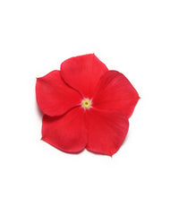 Vinca Pacifica XP Really Red