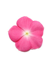 Vinca Pacifica XP Rose Halo