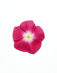 Vinca Pacifica XP Burgundy Halo
