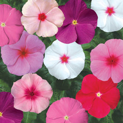 Vinca SunStorm Mix