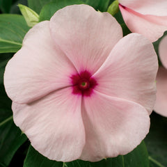 Vinca SunStorm Apricot