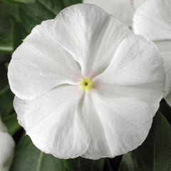 Vinca SunStorm Pure White