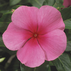 Vinca SunStorm Rose W/Eye