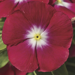 Vinca SunStorm Red Halo