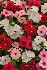 Vinca Titan-ium Mix
