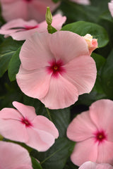 Vinca Titan-ium Apricot