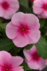 Vinca Titan-ium Blush
