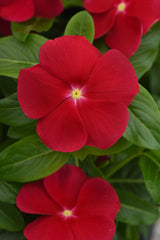 Vinca Titan-ium Really Red