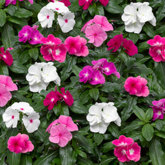 Vinca Cora XDR Mixture