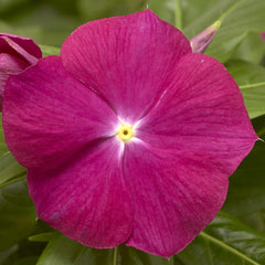 Vinca Cora XDR Cranberry