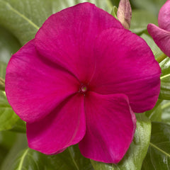 Vinca Cora XDR Hotgenta