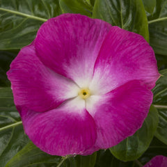 Vinca Cora XDR Magenta Halo