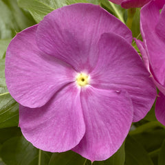 Vinca Cora XDR Orchid