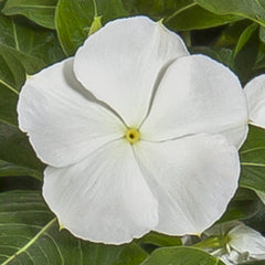 Vinca Cora XDR White