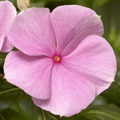 Vinca Cora XDR Light Pink
