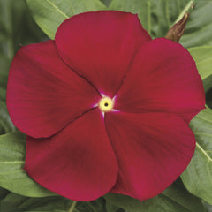 Vinca Cora Classic Red