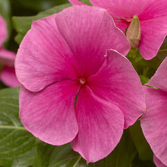 Vinca Cora XDR Deep Strawberry