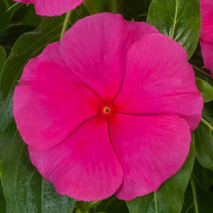 Vinca Cora XDR Rose Punch
