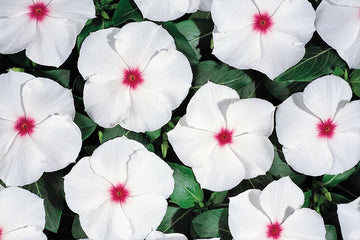 Vinca Heatwave Peppermint