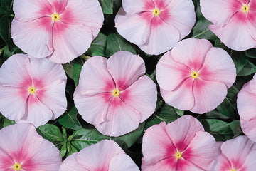 Vinca Heatwave Pink